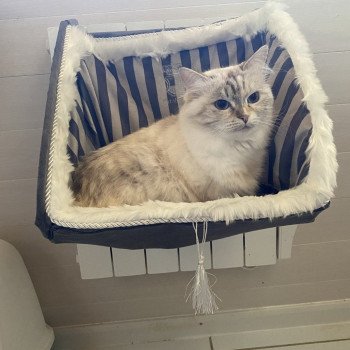 chat Sibérien Diamond eyes neige Chatterie Diamond Eyes