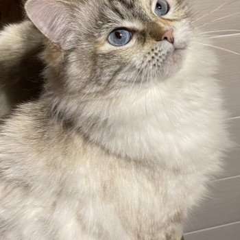 chat Sibérien Neige Chatterie Diamond Eyes