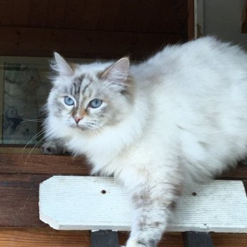 chat Sibérien Neige Chatterie Diamond Eyes