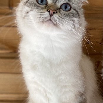 chat Sibérien Diamond eyes Riley Chatterie Diamond Eyes