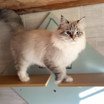 chat Sibérien Riley Chatterie Diamond Eyes