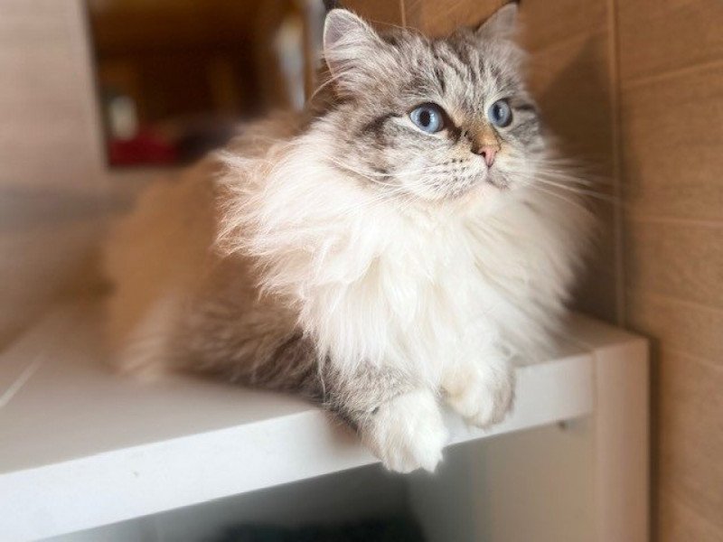 Diamond Eyes Riley Femelle Sibérien