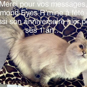 chat Sibérien Diamond Eyes R’mine Chatterie Diamond Eyes