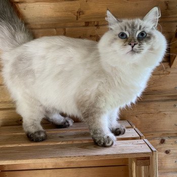 chat Sibérien Diamond Eyes R’mine Chatterie Diamond Eyes
