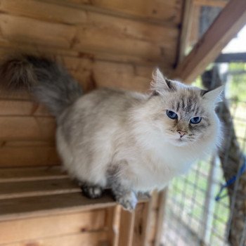 chat Sibérien R’mine Chatterie Diamond Eyes