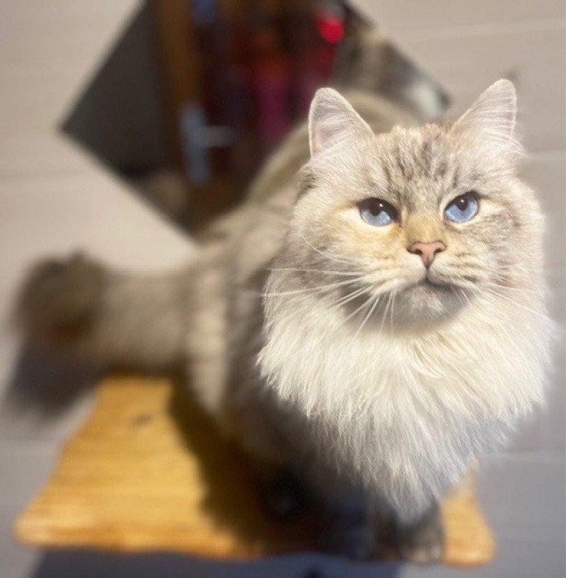Diamond Eyes R’mine Femelle Sibérien