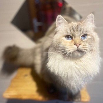 chat Sibérien R’mine Chatterie Diamond Eyes