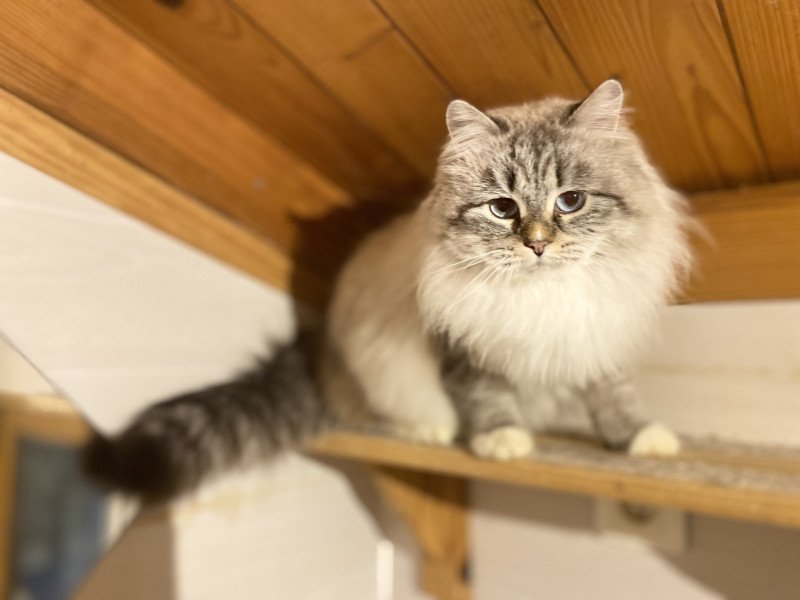 Diamond Eyes Shakira Femelle Sibérien