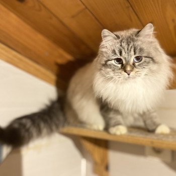 chat Sibérien Shakira Chatterie Diamond Eyes