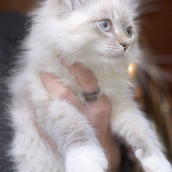 chaton Sibérien blue tabby bicolor mitted Diamond Eyes Thanos Chatterie Diamond Eyes chaton Sibérien blue tabby bicolor mitted Diamond Eyes Thanos Chatterie Diamond Eyes