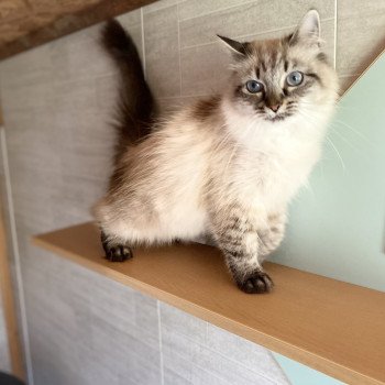 chat Sibérien Moïra de Laf Chatterie Diamond Eyes
