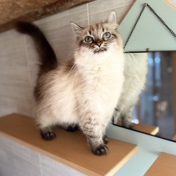 chat Sibérien Moïra de Laf Chatterie Diamond Eyes
