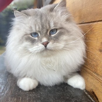 chat Sibérien blue tabby mitted Preobrazhensky des deux Helpes Chatterie Diamond Eyes chat Sibérien blue tabby mitted Preobrazhensky des deux Helpes Chatterie Diamond Eyes