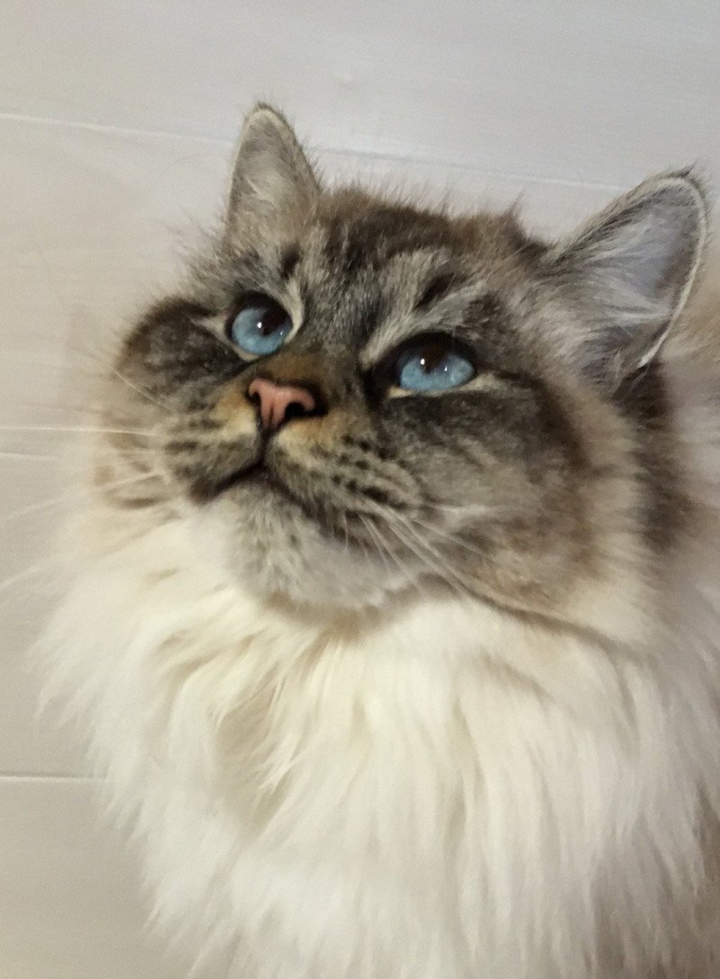 Serena siberian sapphire Femelle Sibérien