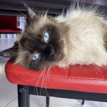 chat Sibérien Shannon Chatterie Diamond Eyes