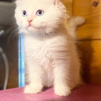 chaton Sibérien cream point bicolor Tao Chatterie Diamond Eyes chaton Sibérien cream point bicolor Tao Chatterie Diamond Eyes