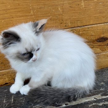 chaton Sibérien Tchaé Chatterie Diamond Eyes