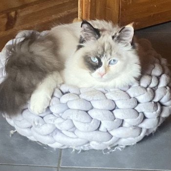 chat Sibérien Tchaé Chatterie Diamond Eyes