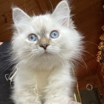 chaton Sibérien blue tortie tabby bicolor Thaïs Chatterie Diamond Eyes chaton Sibérien blue tortie tabby bicolor Thaïs Chatterie Diamond Eyes