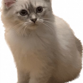 chaton Sibérien blue tabby point Tiara Chatterie Diamond Eyes chaton Sibérien blue tabby point Tiara Chatterie Diamond Eyes