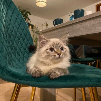 chaton Sibérien cream point bicolor Tylio Chatterie Diamond Eyes chaton Sibérien cream point bicolor Tylio Chatterie Diamond Eyes
