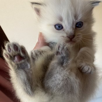 chaton Sibérien blue tabby point UBY Chatterie Diamond Eyes chaton Sibérien blue tabby point UBY Chatterie Diamond Eyes