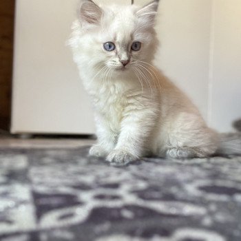 chaton Sibérien blue tabby point UBY Chatterie Diamond Eyes chaton Sibérien blue tabby point UBY Chatterie Diamond Eyes