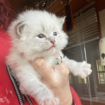 chaton Sibérien blue tabby point & blanc V Chatterie Diamond Eyes chaton Sibérien blue tabby point & blanc V Chatterie Diamond Eyes