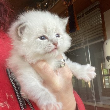 chaton Sibérien blue tabby point & blanc V Chatterie Diamond Eyes