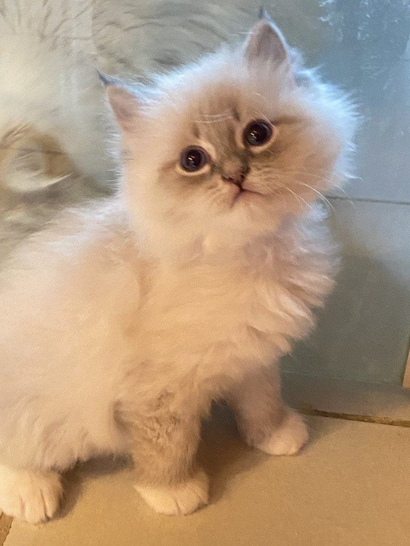 Diamond Eyes VIVALDI Mâle Sibérien Diamond Eyes VIVALDI Mâle Sibérien