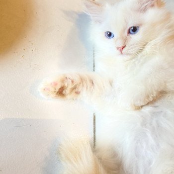 chaton Sibérien blue tabby Vauban Chatterie Diamond Eyes chaton Sibérien blue tabby Vauban Chatterie Diamond Eyes